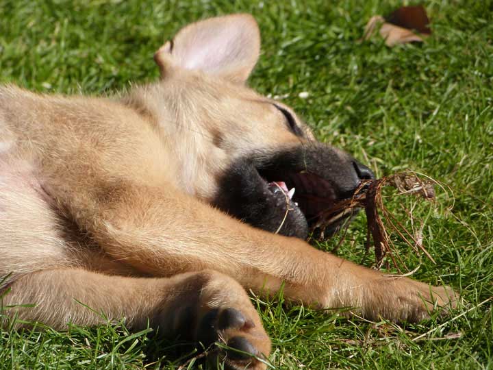 chinook dog